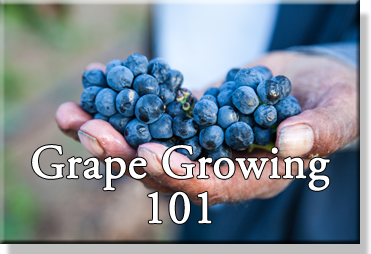Grape Growing 101